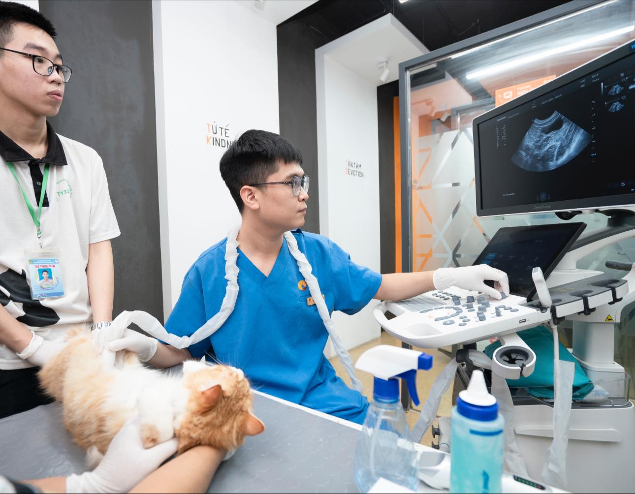 Bệnh suy thận trên chó mèo