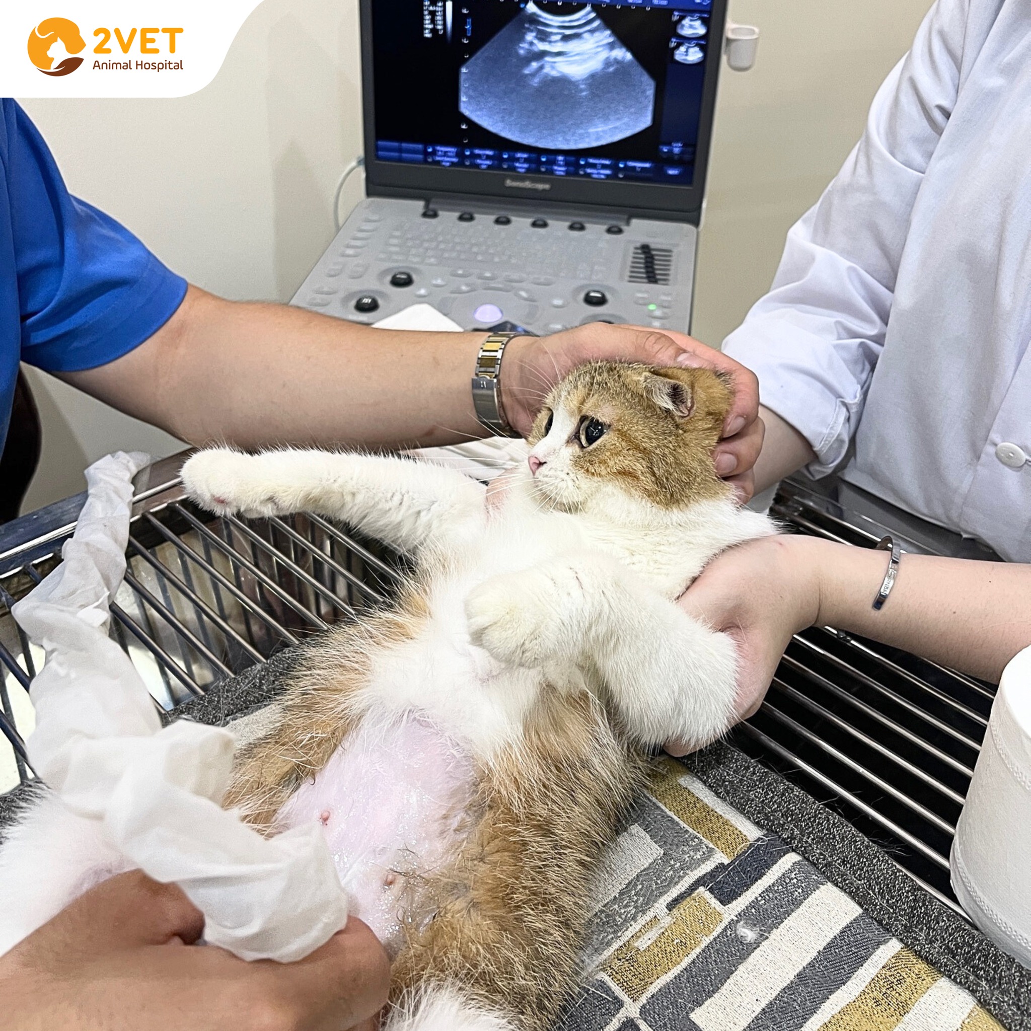 Siêu âm thú cưng chẩn đoán hình ảnh