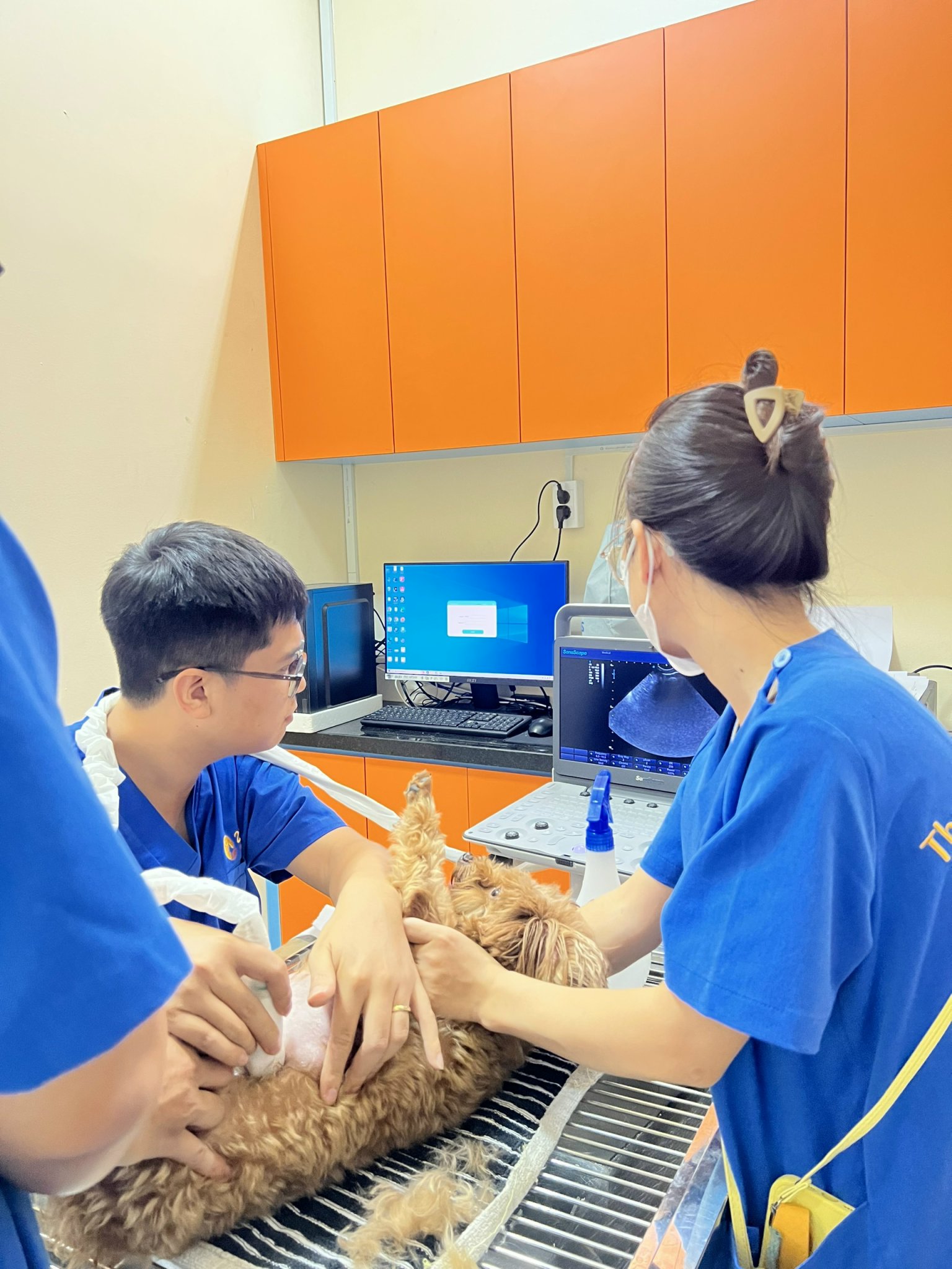 Khám tổng quát thú cưng - Siêu âm ổ bụng