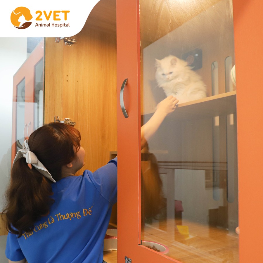 Khách Sạn Thú Cưng Chó Mèo 2Vet Bình Thạnh