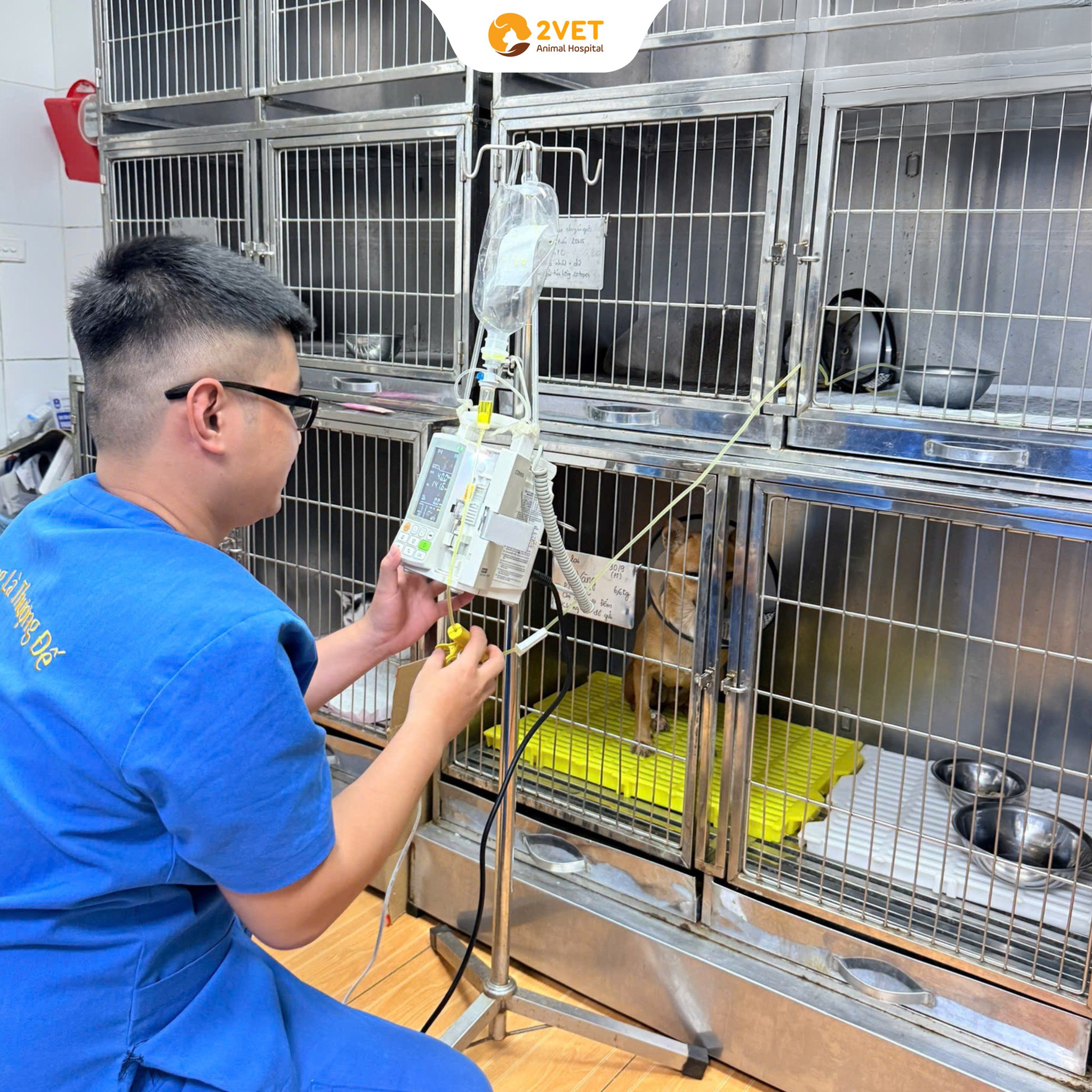 Bệnh suy thận trên chó mèo