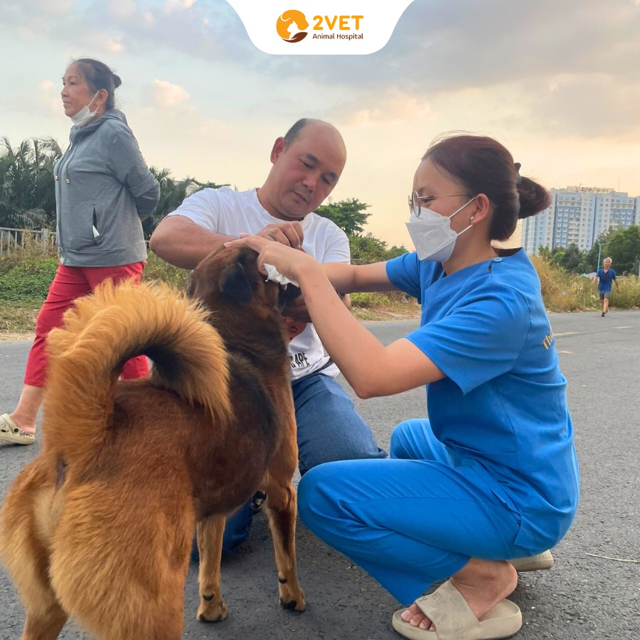 Khám Thú Cưng Tại Nhà – Dịch Vụ Đưa Đón Thú Cưng Tận Nơi