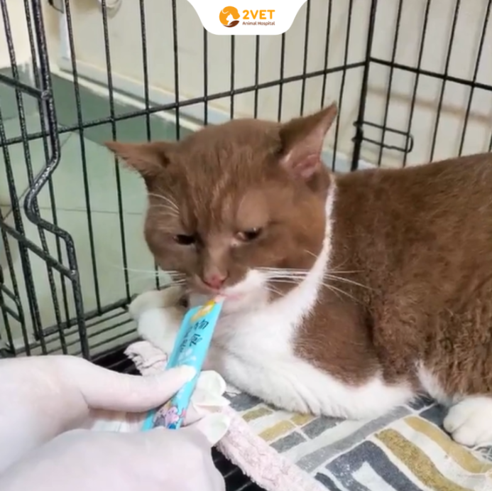 Mèo viêm phổi: Bé bắt đầu ăn uống trở lại