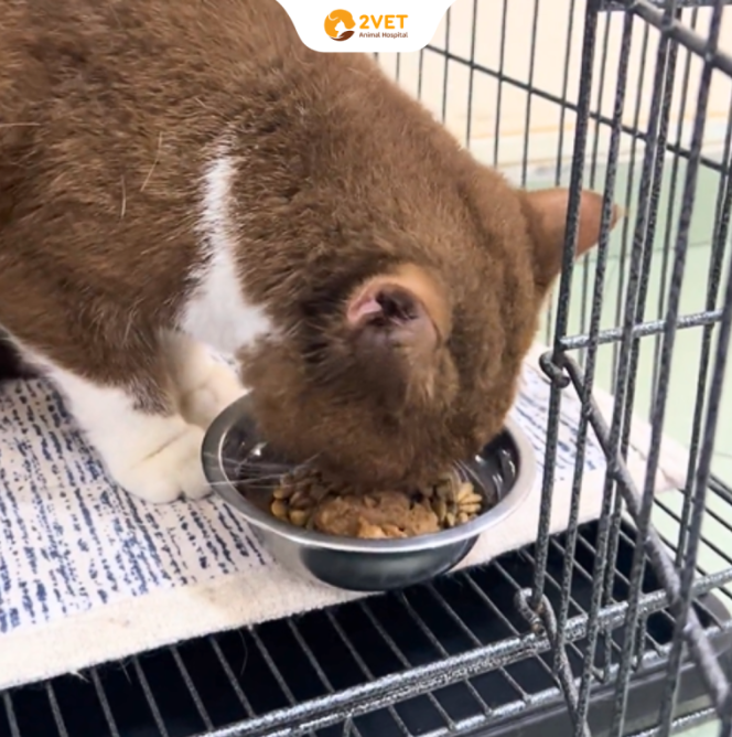 Mèo viêm phổi: Sau 3 ngày điều trị, bé đã tự sinh hoạt bình thường