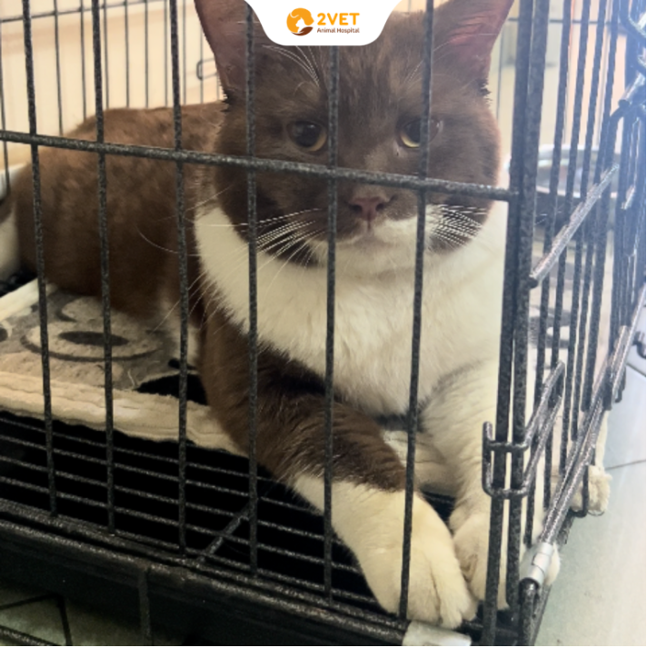 Mèo viêm phổi: Bé mèo sau 1 ngày điều trị tại 2Vet 