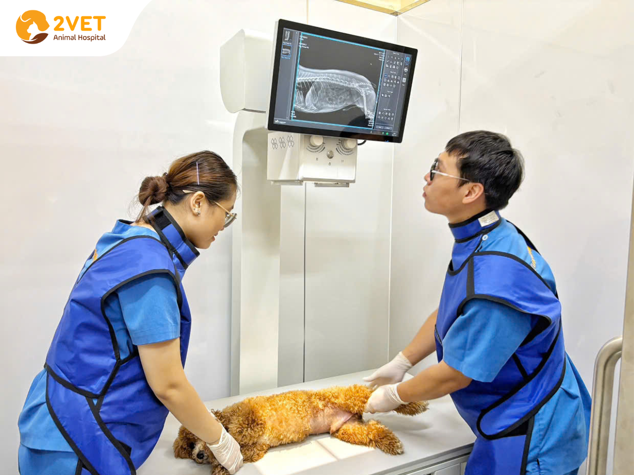 Chụp X-Quang & siêu âm thú cưng
