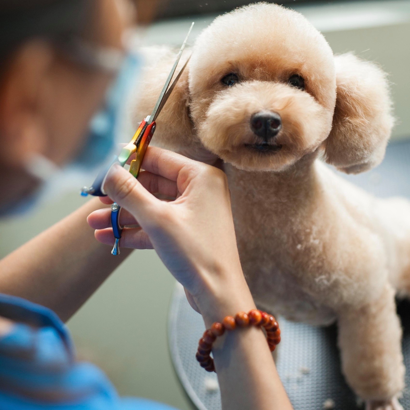 Dịch vụ tắm spa trọn gói - Cạo lông chó mèo