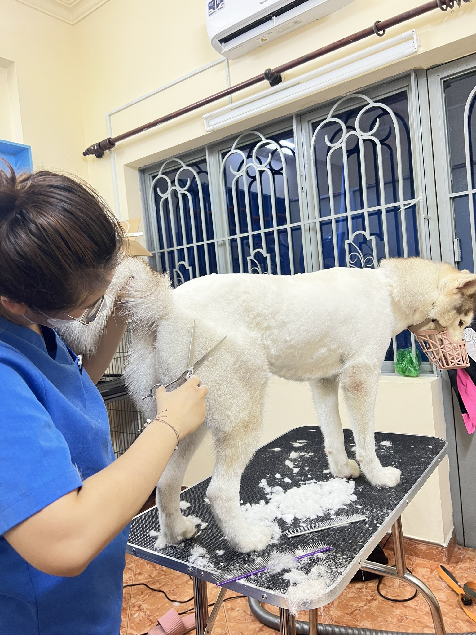 Dịch Vụ Khám Thú Cưng Tại Nhà – Đưa Đón Tận Nơi 24/7