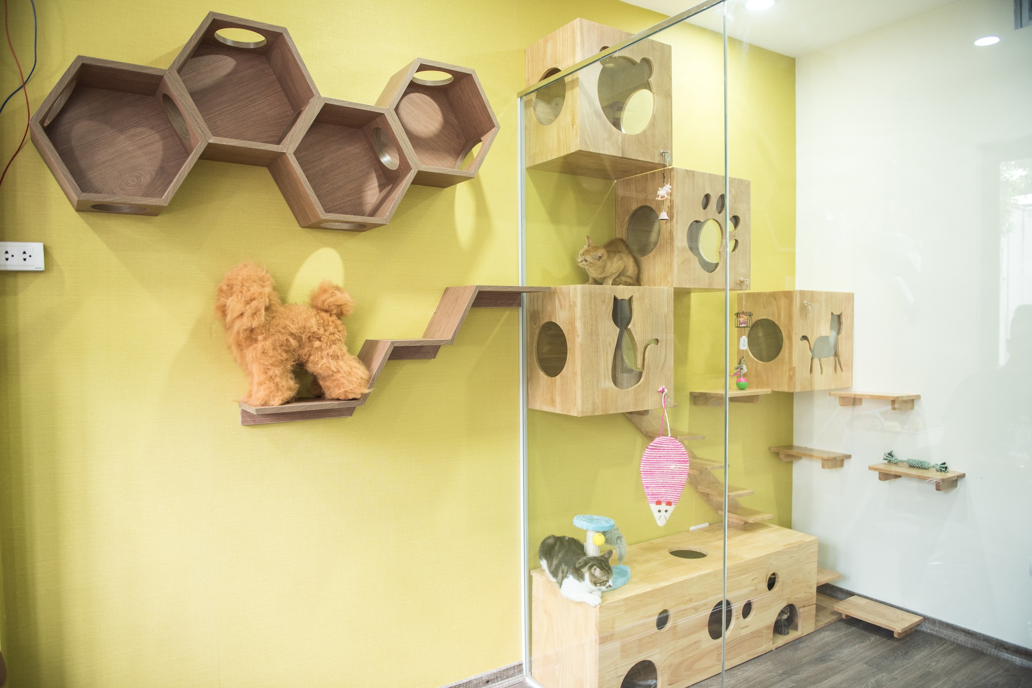 Khách Sạn Thú Cưng 2Vet Bình Thạnh