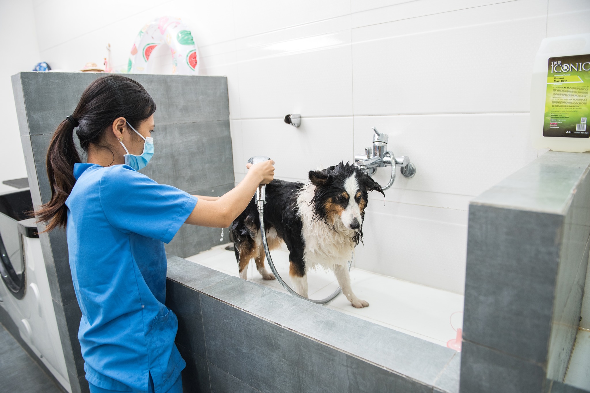 Dịch Vụ Tắm Spa Trọn Gói - Cạo Lông Chó Mèo tại Thú Y 2Vet Bình Thạnh