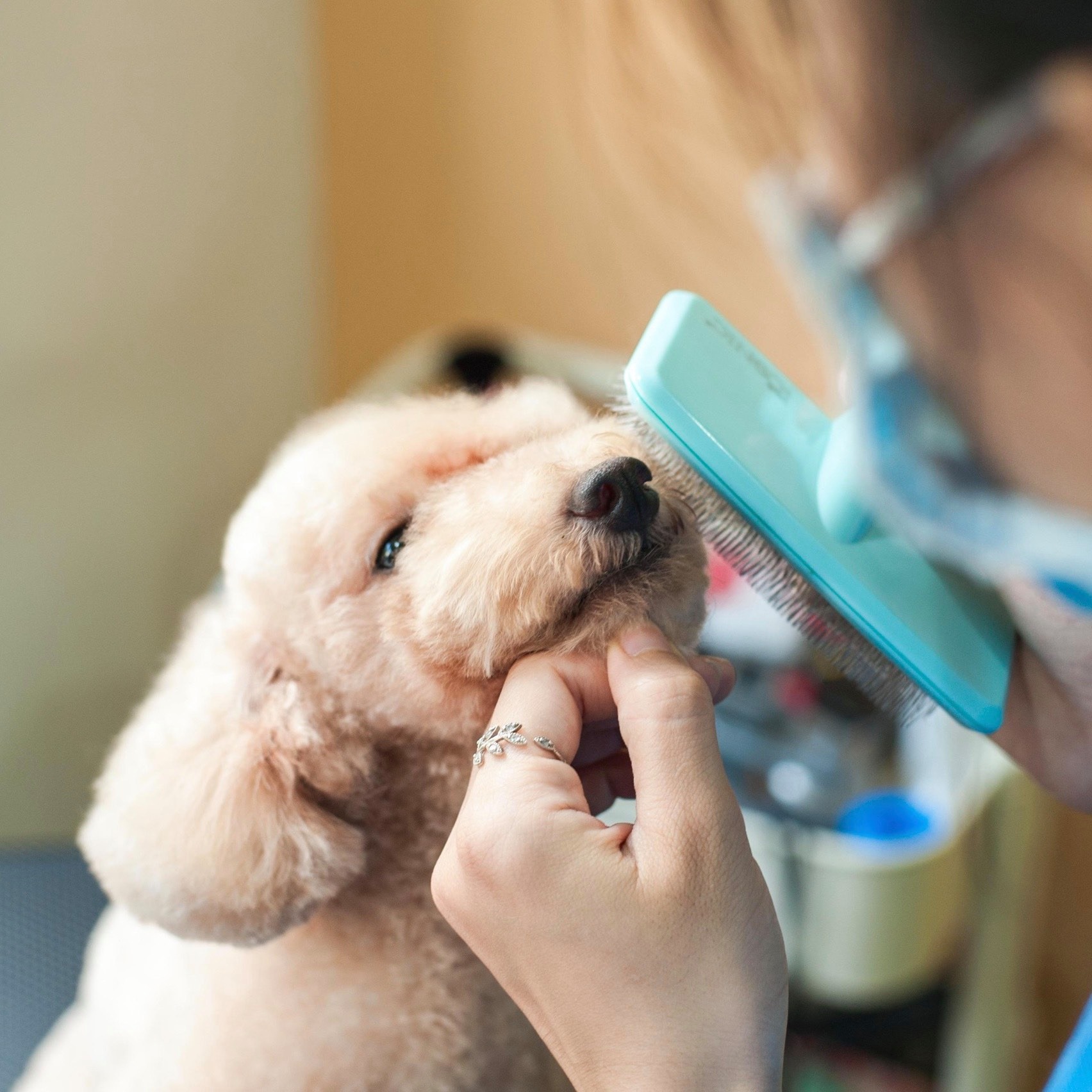 Dịch Vụ Tắm Spa Trọn Gói - Cạo Lông Chó Mèo tại Thú Y 2Vet Bình Thạnh