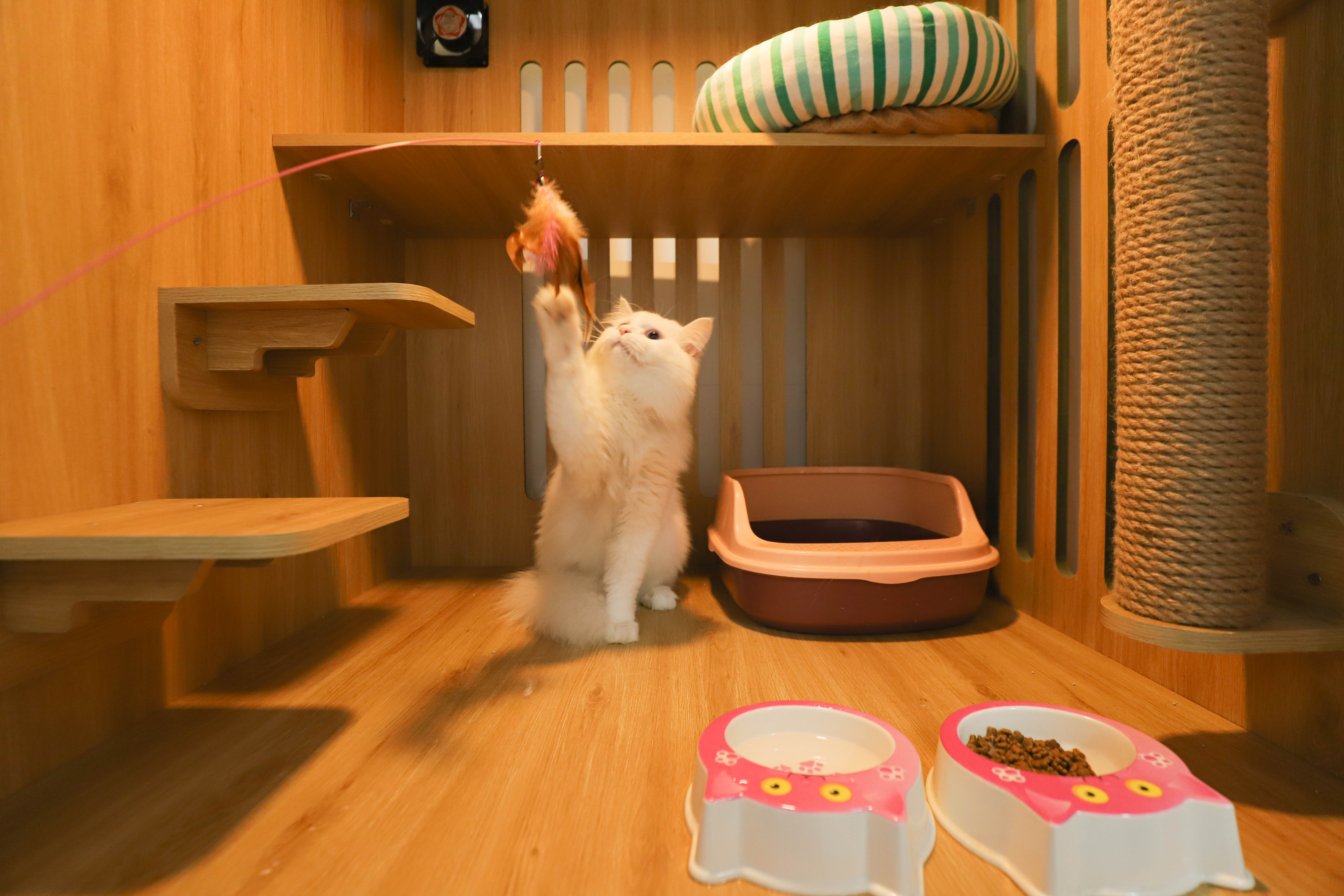 Khách Sạn Thú Cưng Chó Mèo 2Vet Bình Thạnh