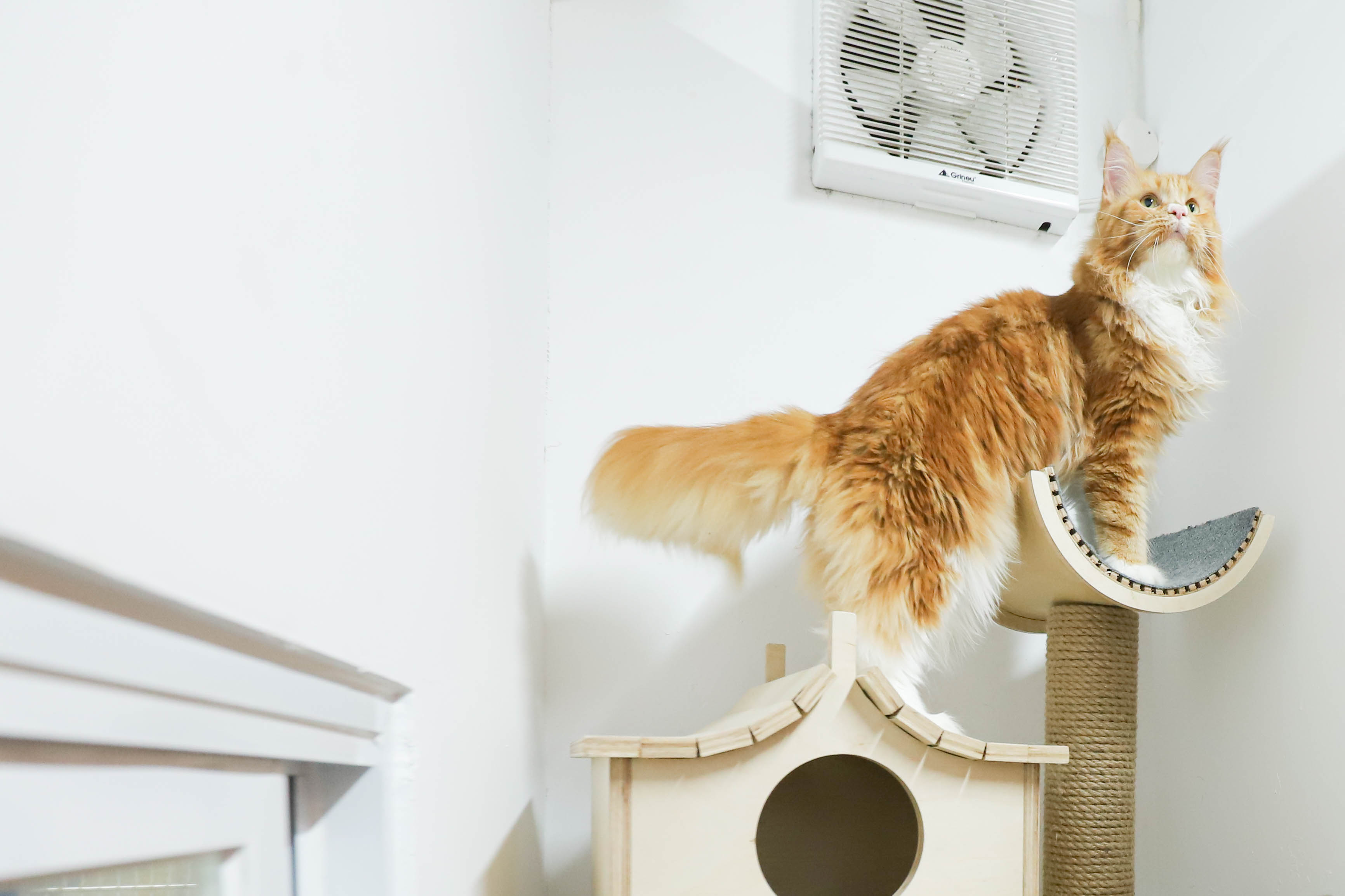 Khách Sạn Thú Cưng Chó Mèo 2Vet Bình Thạnh